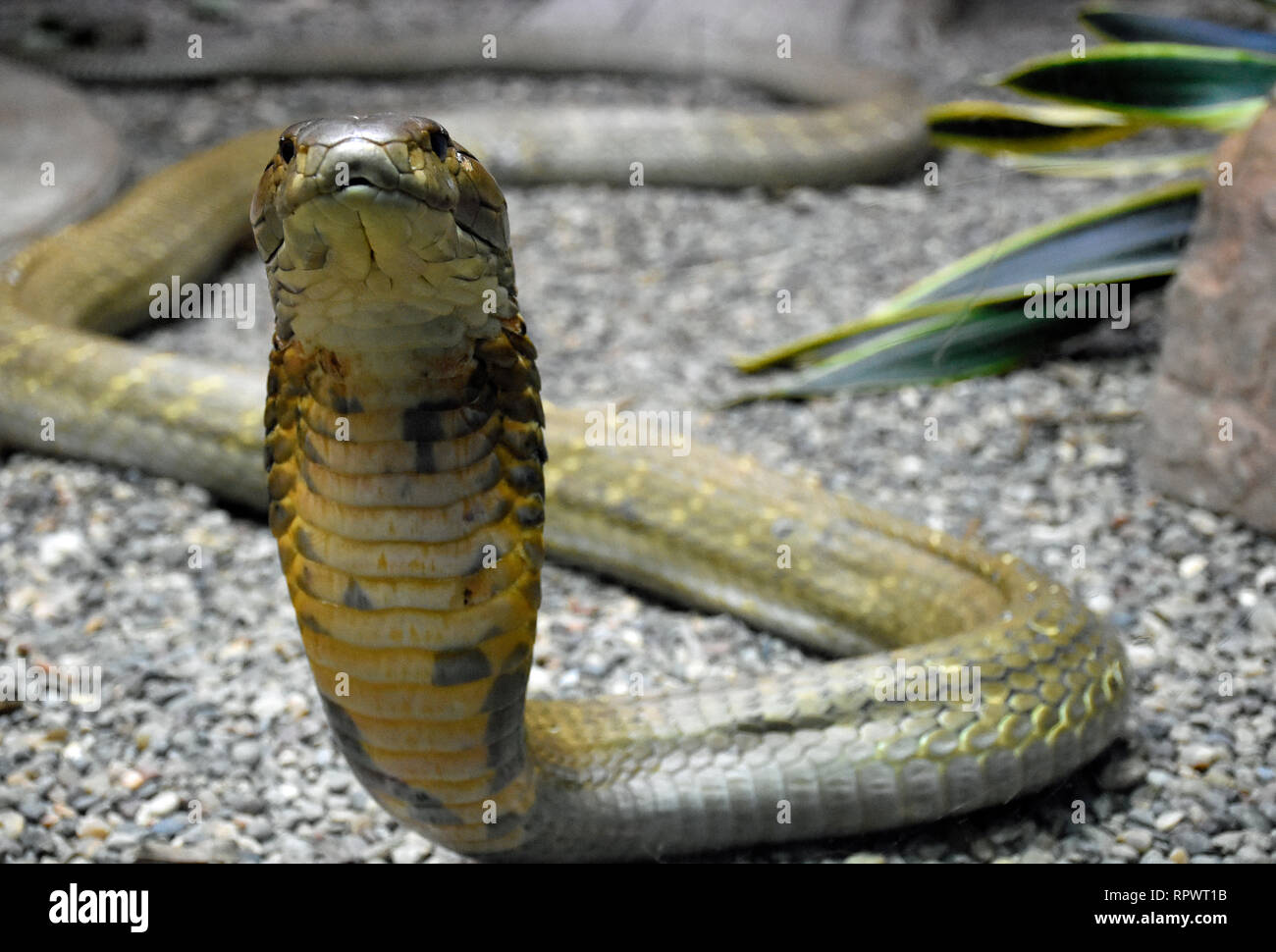 King Cobra Foto Stock