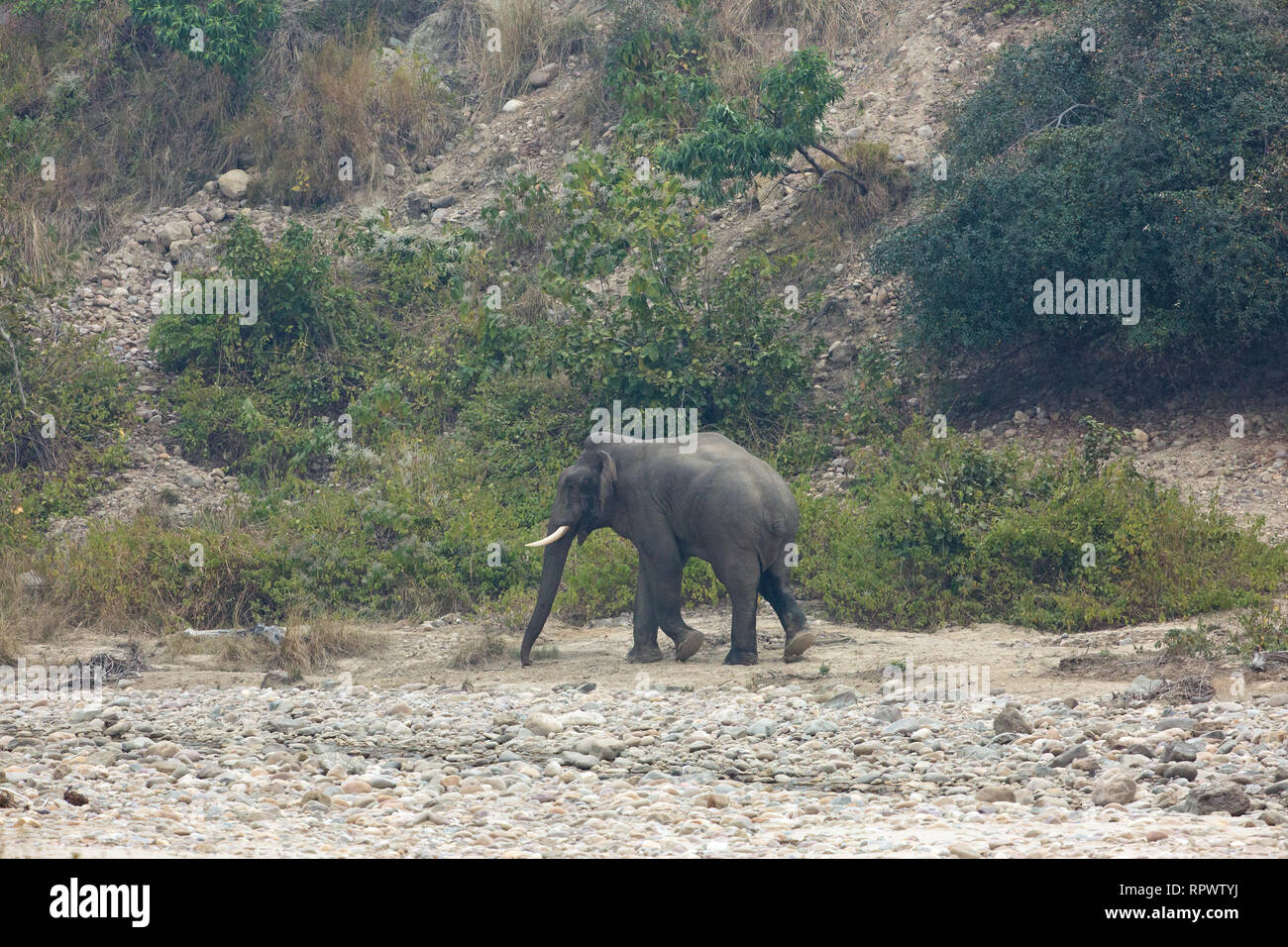 Indiano o Elefante asiatico (Elephas maximus ). Lone bull o maschio. Un recognizable​ singoli a causa della perdita della sua coda. Parco di cittadino di Corbett. India. Foto Stock