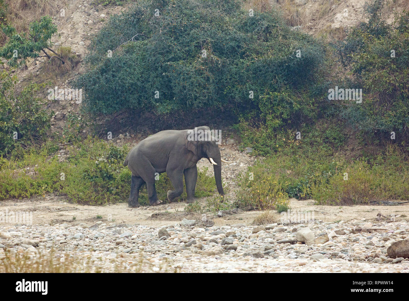 Indiano o Elefante asiatico (Elephas maximus indicus​). Lone bull o maschio. Un recognizable​ singoli a causa della perdita della sua coda. Parco di cittadino di Corbett. India. Foto Stock