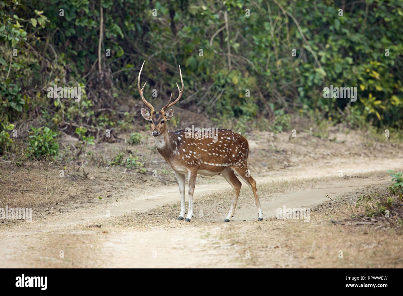Chital, asse o Spotted Deer (asse axis​). Maschio adulto o buck, o feste di addio al celibato. Testa, palchi. Parco di cittadino di Corbett, India settentrionale. Foto Stock