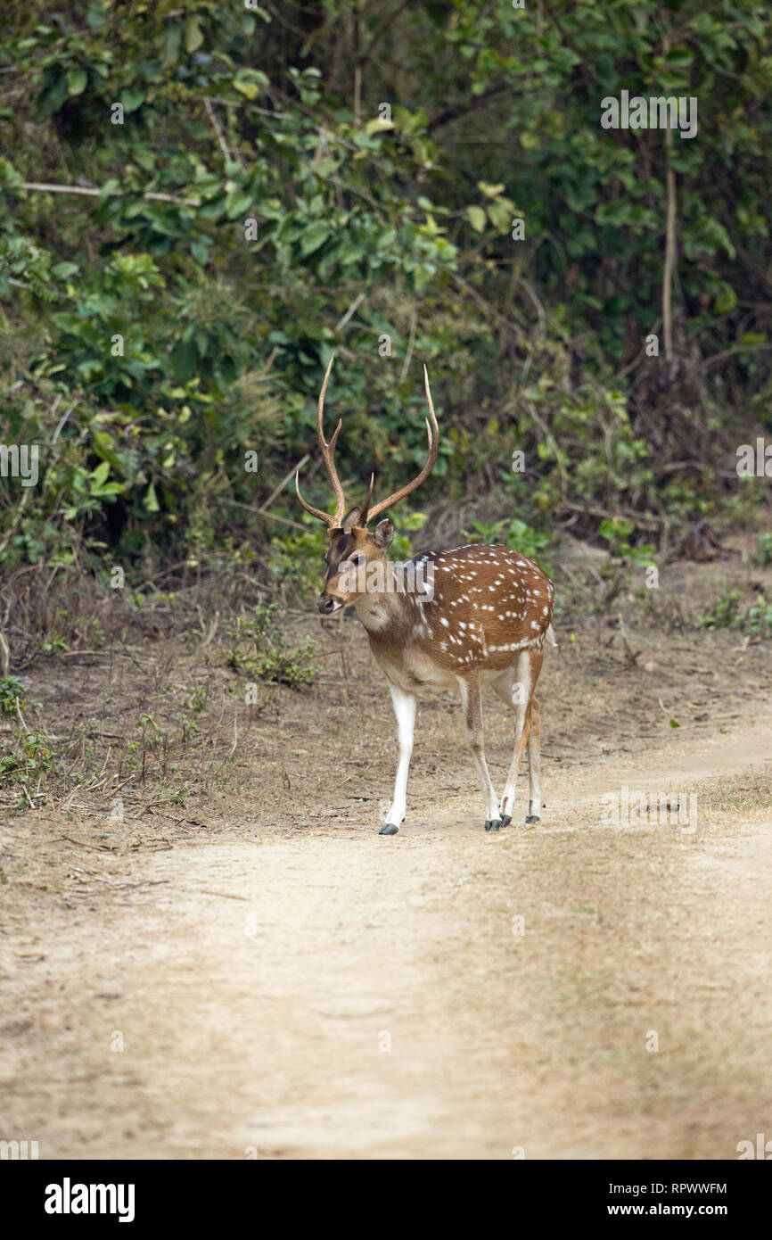 Chital, asse o Spotted Deer (asse axis​). Maschio adulto o buck, o feste di addio al celibato. Testa, palchi. Parco di cittadino di Corbett, India settentrionale. Foto Stock