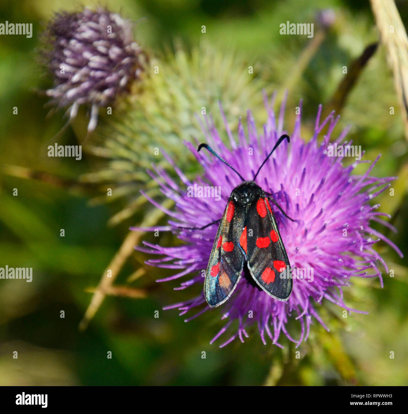 Cinque spot burnett tignola sui cardi accanto al sentiero costiero attraverso Durlston Country Park e riserva naturale nazionale, Swanage, Dorset, Regno Unito Foto Stock