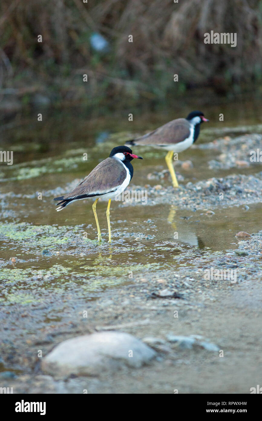 ​​Red-wattled Lapwings o rosso-wattled Plovers (Vanellus indic​us). Coppia rovistando in una strada di flusso di acqua dolce. Diffusa residenti, India settentrionale.​ Foto Stock