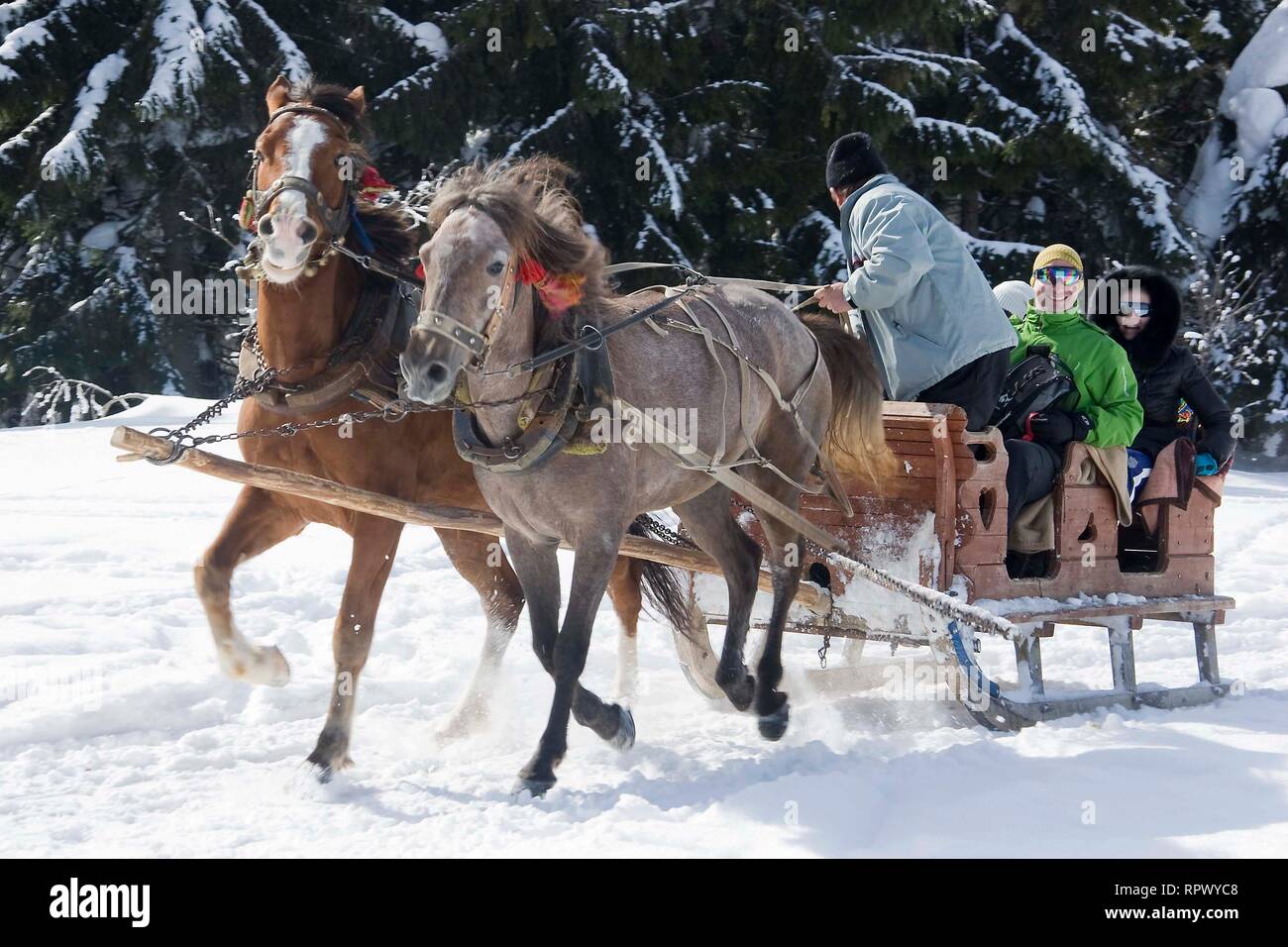 Giornata di sole, coppia di cavalli imbrigliato da un carro, divertente persone in un villaggio di montagna nella neve. Inverno Vacanza in famiglia in Ucraina dei Carpazi. Foto Stock
