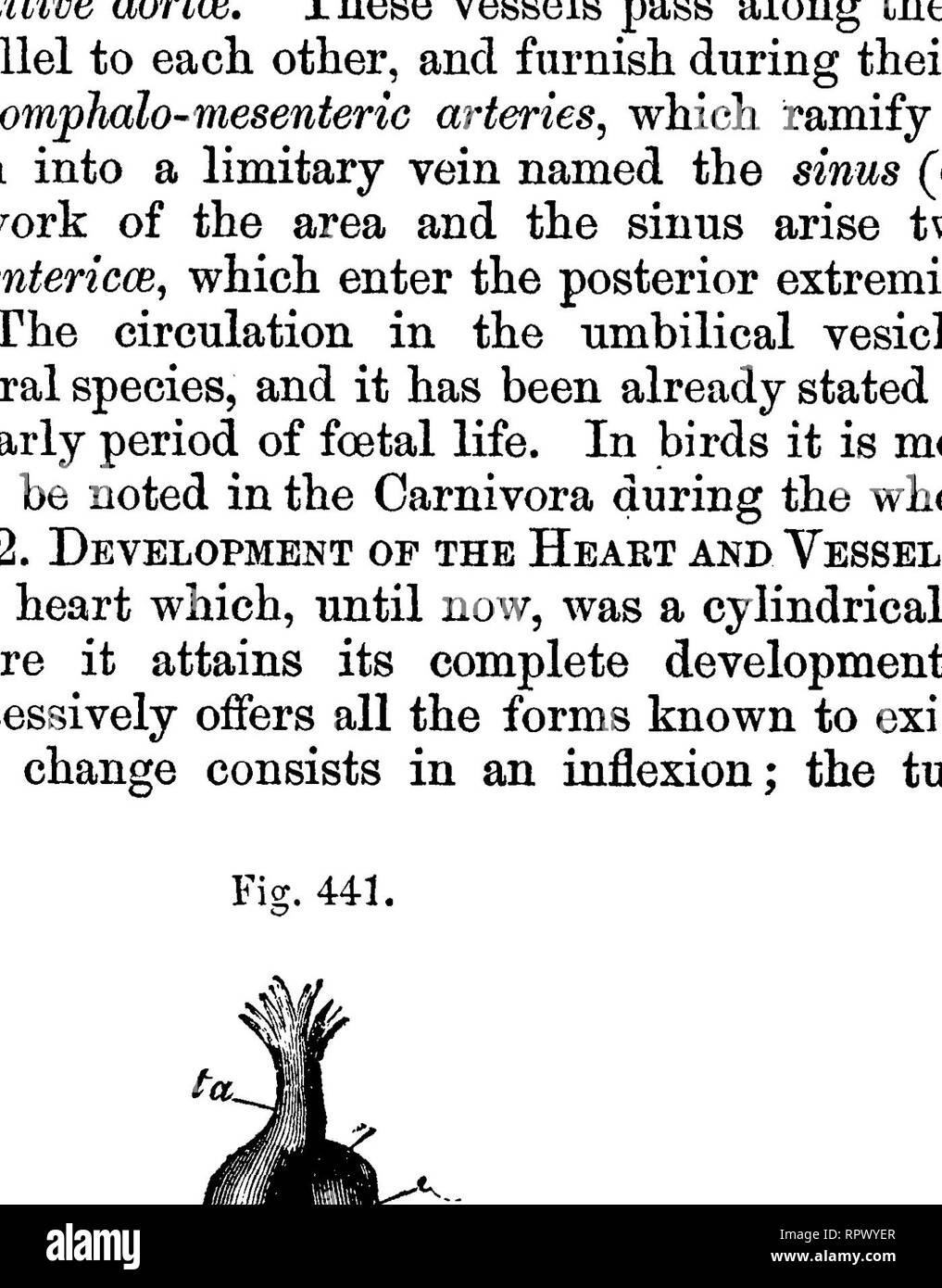 . La anatomia comparata degli animali domestici. Anatomia Veterinaria. 916 embriologia. in auricole; in un punto corrispondente ad un setto è sviluppato nel loro interno che rimane incompleta durante tutta la vita fetale, viene forata per il foramen di Fig. 443. Botal per quanto riguarda il bulbo aortico, si contrae e si divide in due navi, l'aorta e l'arteria polmonare. Le arterie sono sviluppati in parte a scapito delle navi del primario circula- tion, e parzialmente nella lamina vascolare dell'embrione. Il cuore, quando era solo un semplice tubo cilindrico, presen Foto Stock