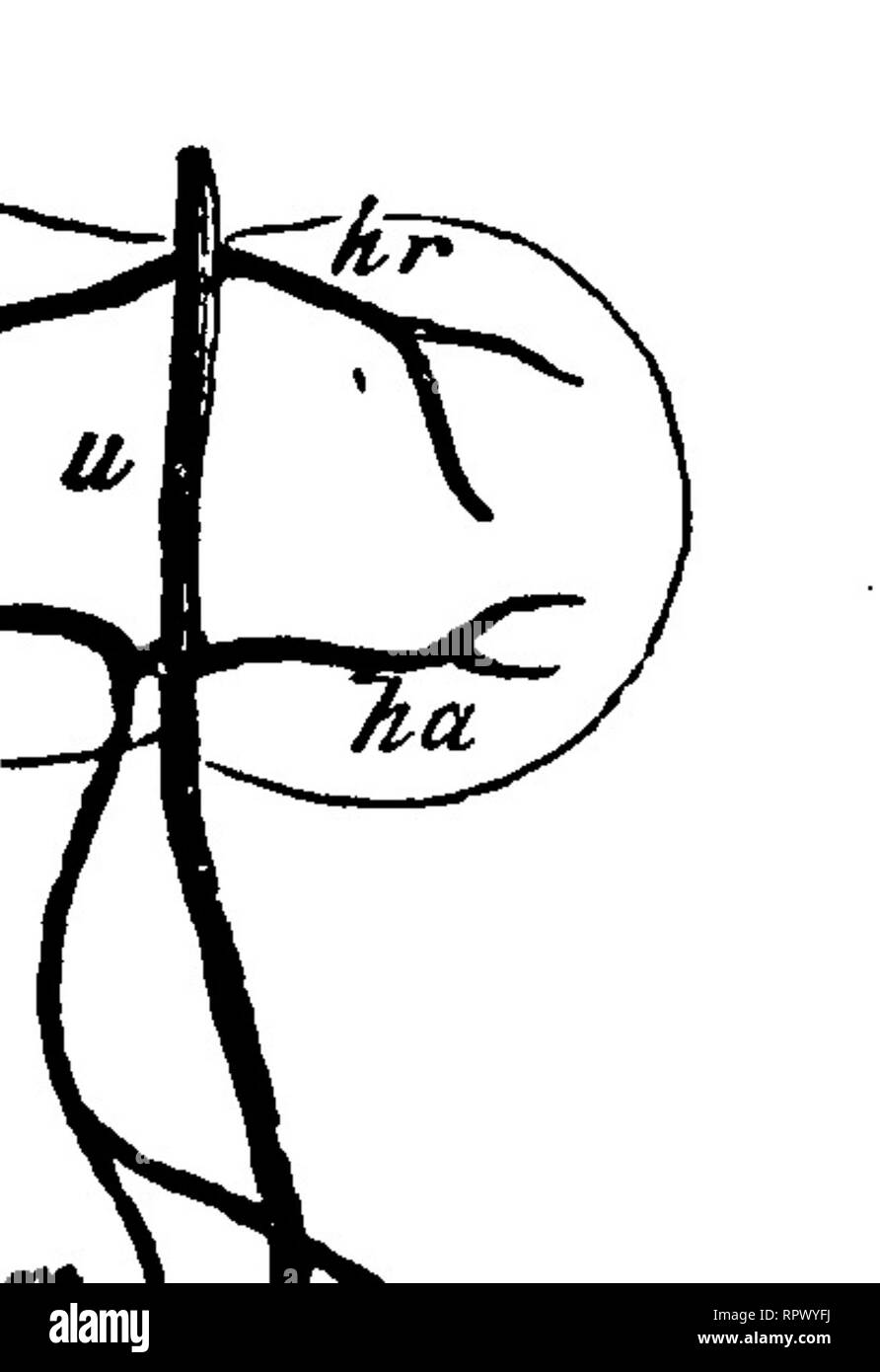 . La anatomia comparata degli animali domestici. Anatomia Veterinaria. Il FCETUS. 915 dalla sua parte anteriore molla due rami, le arcate aortica (Arcus aortce), che sono rivolte verso la testa dell' embrione, e sono successivamente in- rispecchia verso il basso e all'indietro. Essi si uniscono a costituire la singola aorta, che, nella sua tnrn^ si divide in due rami, il arterice vertehralis o primitivo aortce. Queste navi passare lungo la superficie inferiore dell'embrione, paralleli tra loro e fornire durante il loro corso di quattro o cinque divisioni, la ompJialo-arterie mesenterica, che Matteo Foto Stock