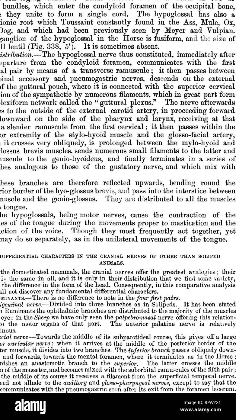 . La anatomia comparata degli animali domestici. Anatomia Veterinaria. 740 i nervi. Fig. 343. I nervi della regione GUTTURAL NELL'OX. a, (esofago; 6, Trachea; c, arteria carotide comune; d, glosso-arteria facciale; 1, Pneumogastric nervo; 2, Spinale accessorio; 3, glosso-faringea; 4, Grande sym-. Si prega di notare che queste immagini vengono estratte dalla pagina sottoposta a scansione di immagini che possono essere state migliorate digitalmente per la leggibilità - Colorazione e aspetto di queste illustrazioni potrebbero non perfettamente assomigliano al lavoro originale. Chauveau, Auguste, 1827-1917; Arloing, Saturnino, 1846-1911; Fleming, George, Foto Stock