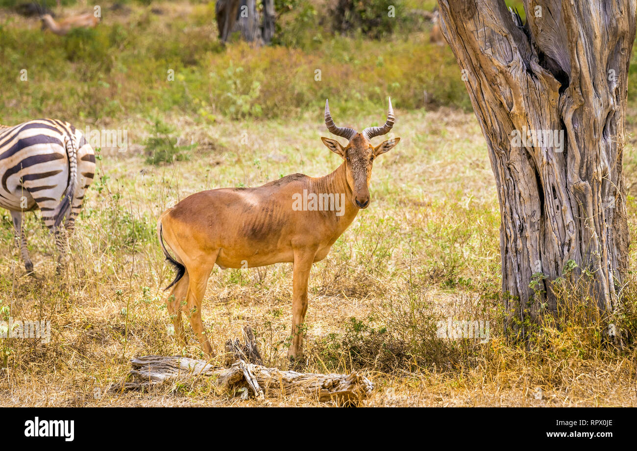 Carino african antelope sulle pianure di Savannah a Tsavo East Park, Kenya Foto Stock