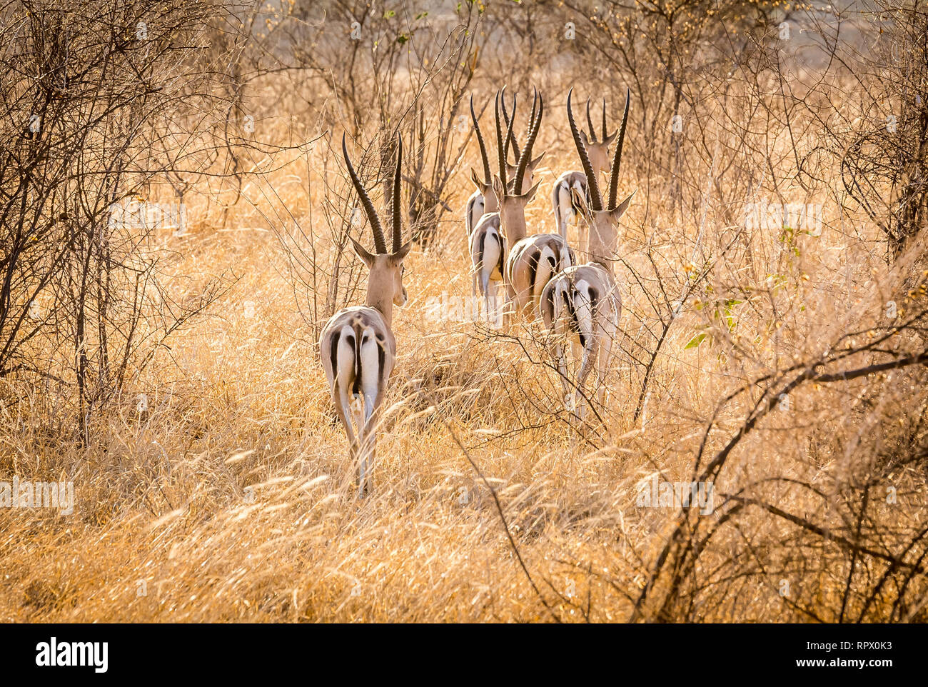 Carino african antelope sulle pianure di Savannah a Tsavo East Park, Kenya Foto Stock