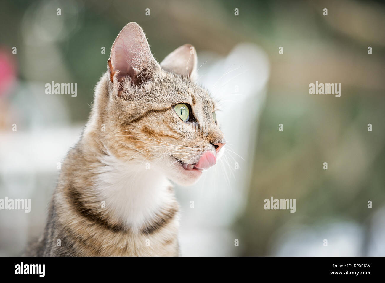 Ritratto di carino gattino domestico in posa all'aperto Foto Stock