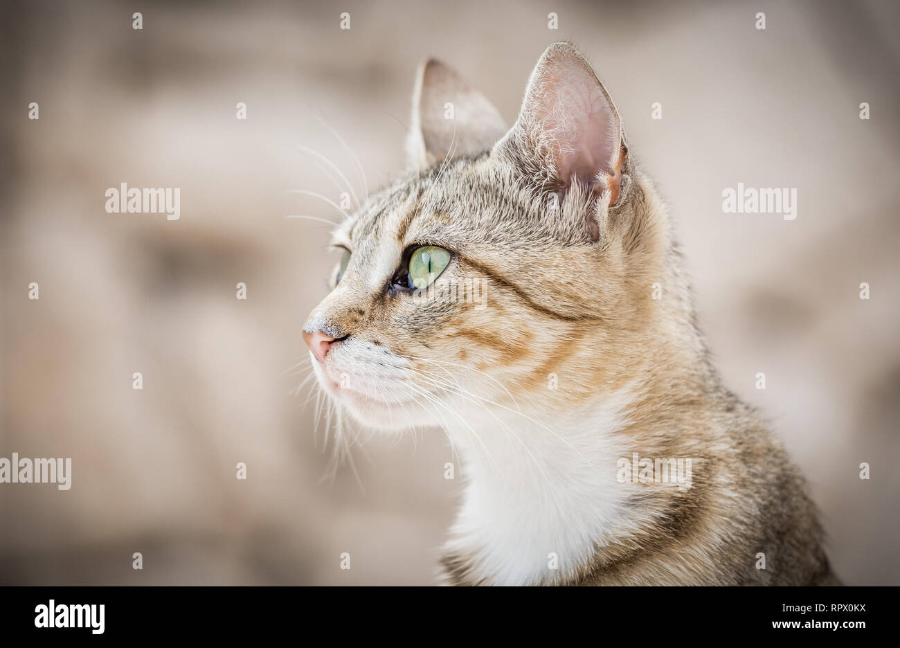 Ritratto di carino gattino domestico in posa all'aperto Foto Stock