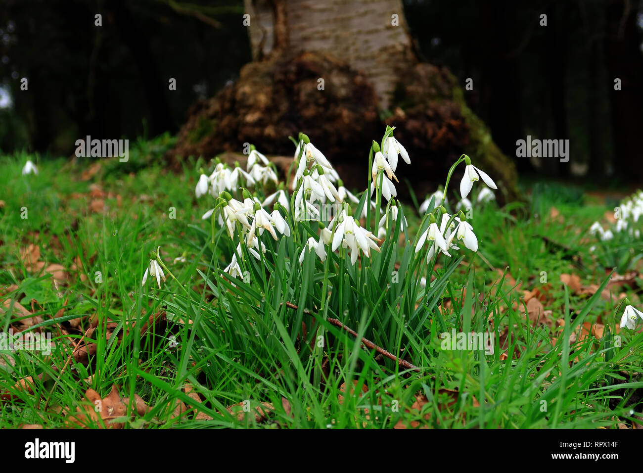 Giardino in scena con i bianchi bucaneve Foto Stock