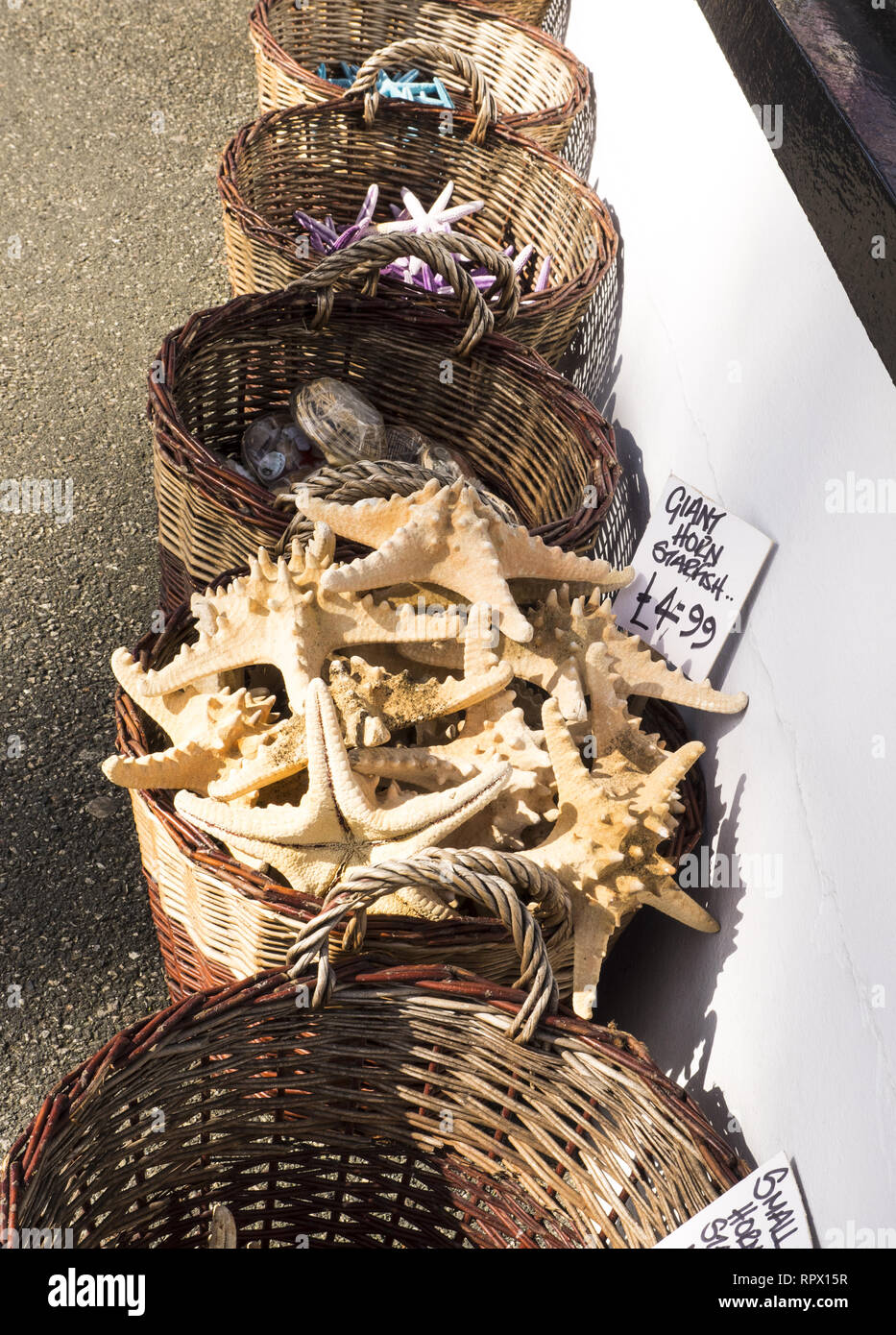 Stella di mare e conchiglie per la vendita al di fuori di un turista tat shop, in una località turistica cittadina. Foto Stock