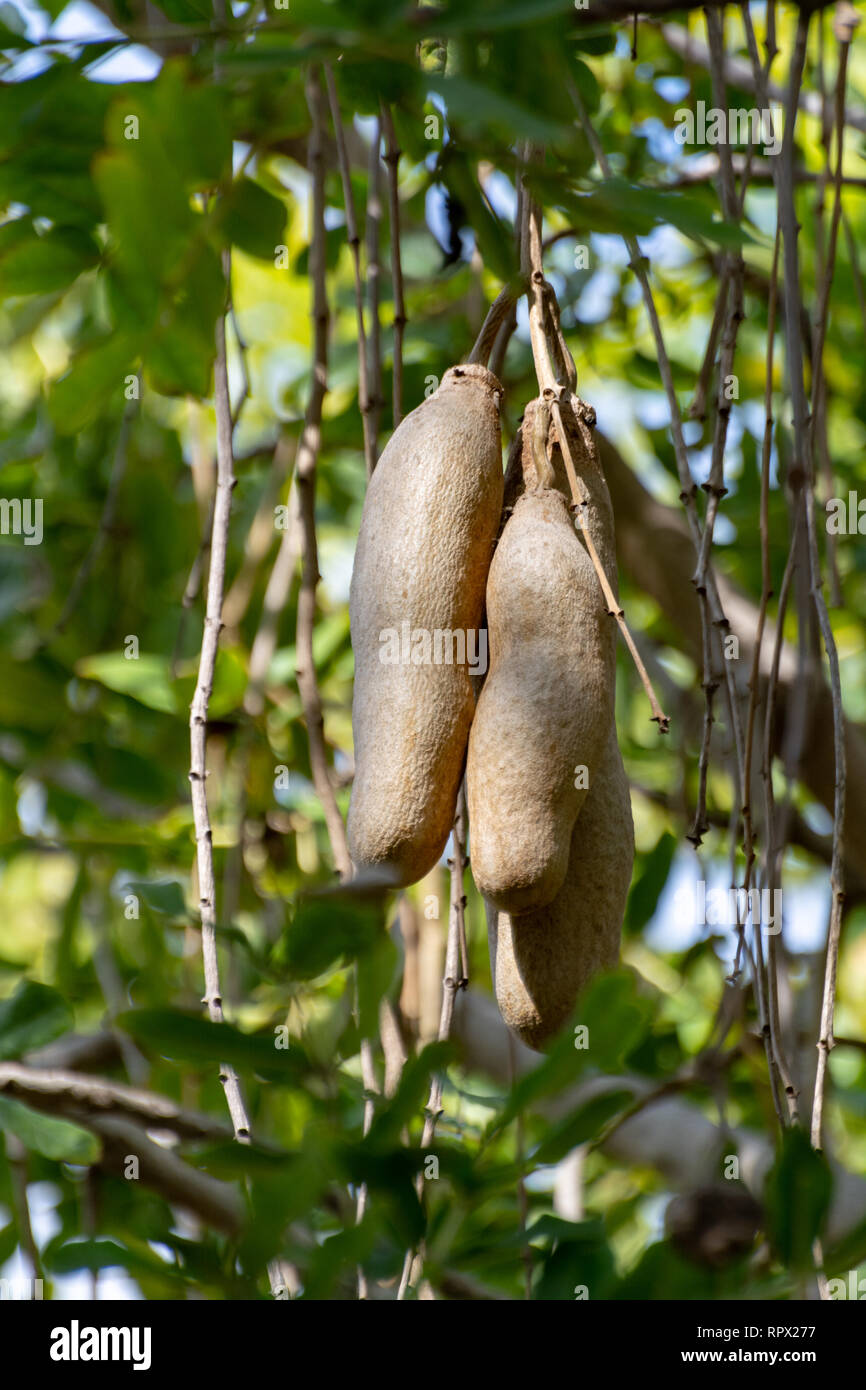 Ramo di kigelia pinnata o africano di salsiccia con struttura ad albero non è commestibile frutti pendenti Foto Stock