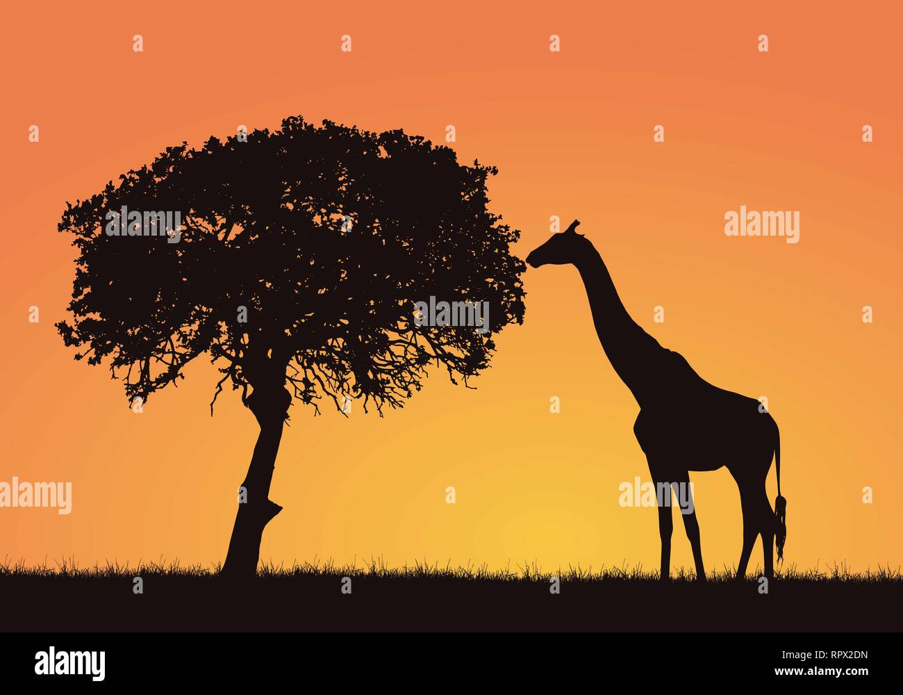 Silhouette di giraffe, erba e di albero in safari Africano paesaggio. Orange Sky con spazio per il testo - vettore Illustrazione Vettoriale