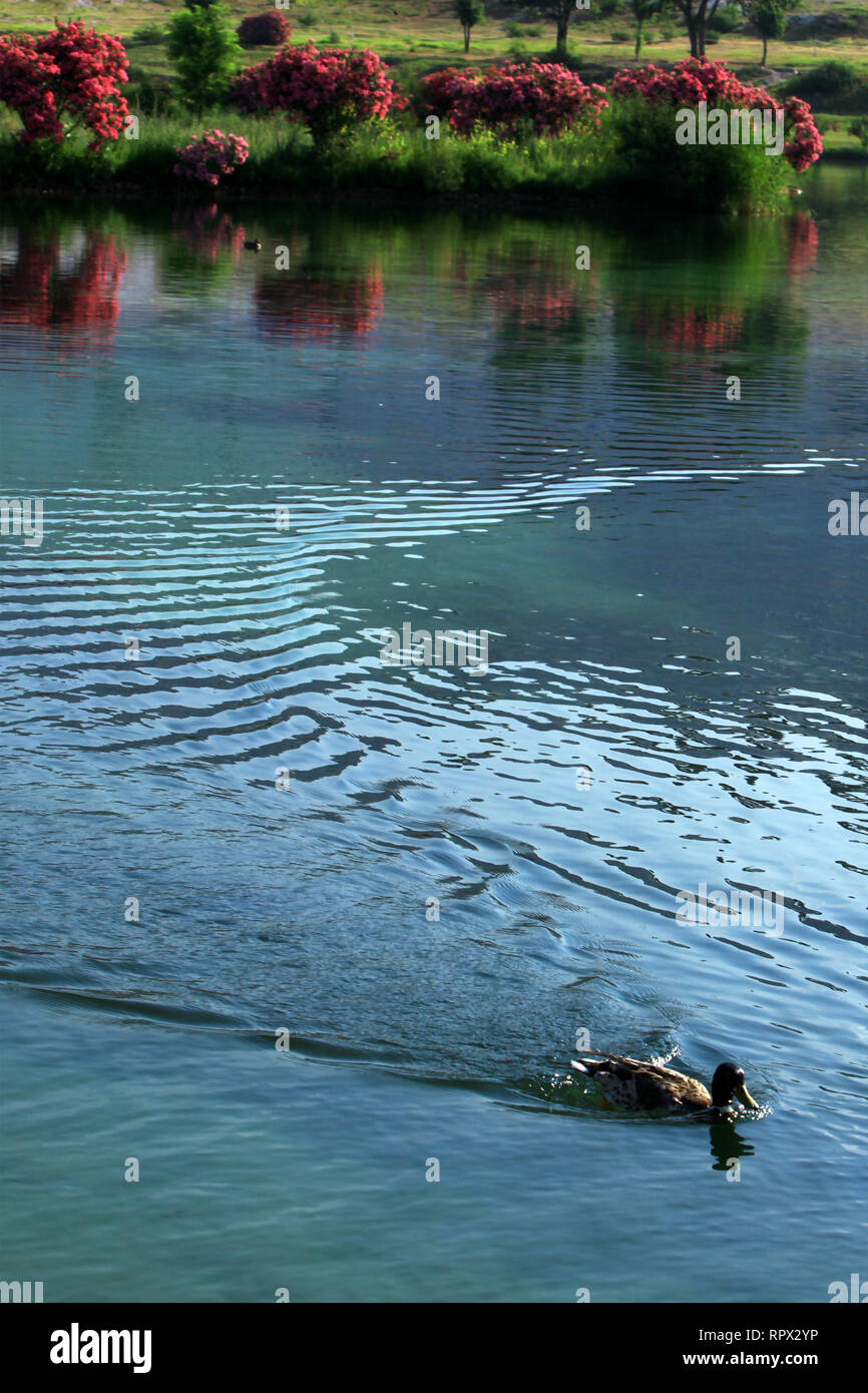 Duck a nuotare in un fiume, Turchia Foto Stock