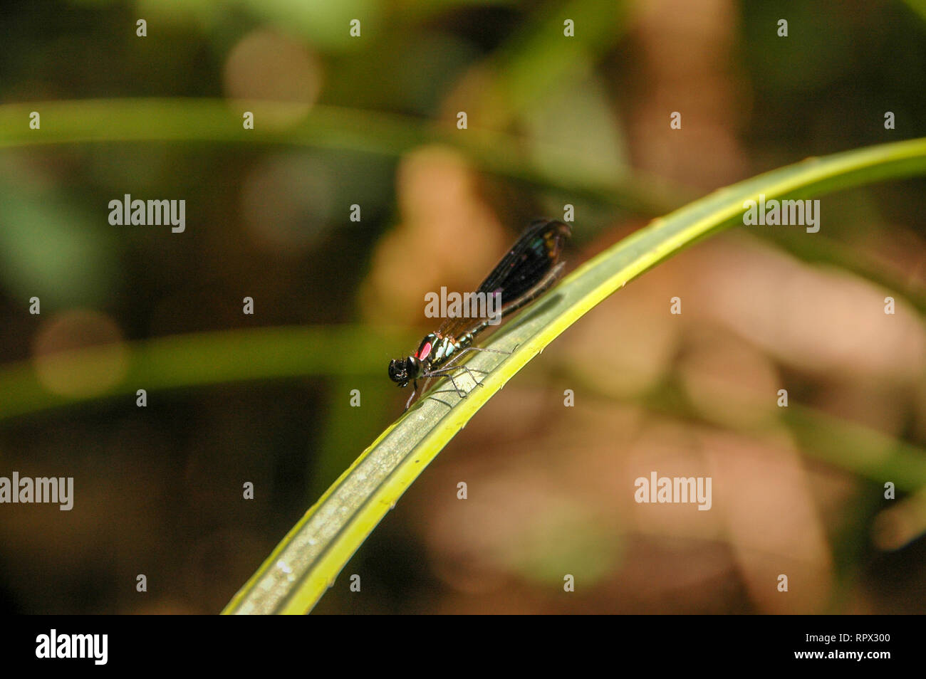 Libellula su una foglia, Indonesia Foto Stock