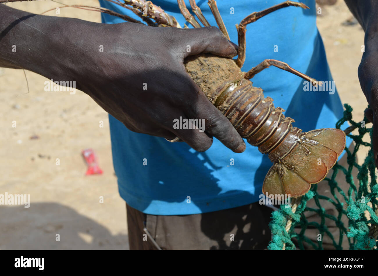 Pescatore artigianale con appena pescato aragoste, Ngaparou, Senegal Foto Stock