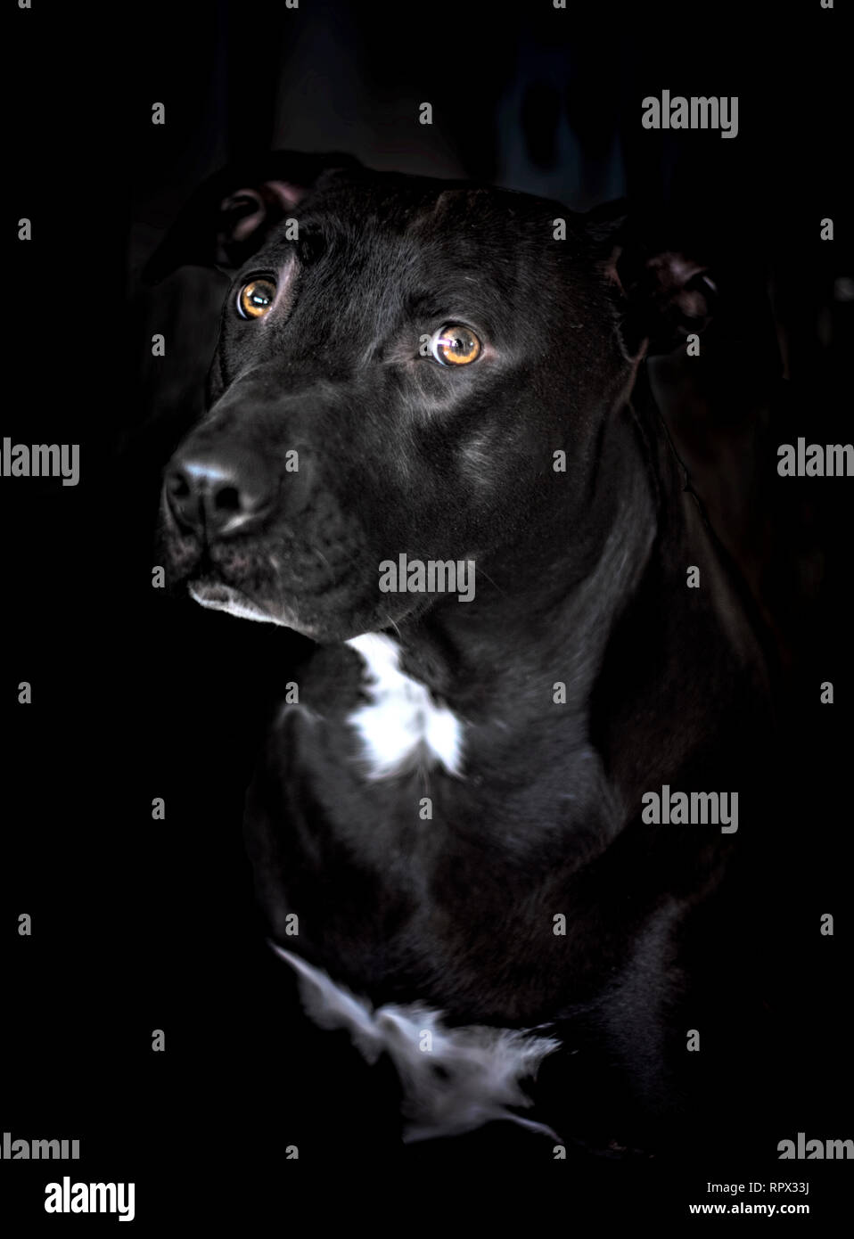 Ritratto di un American Staffordshire Terrier Foto Stock