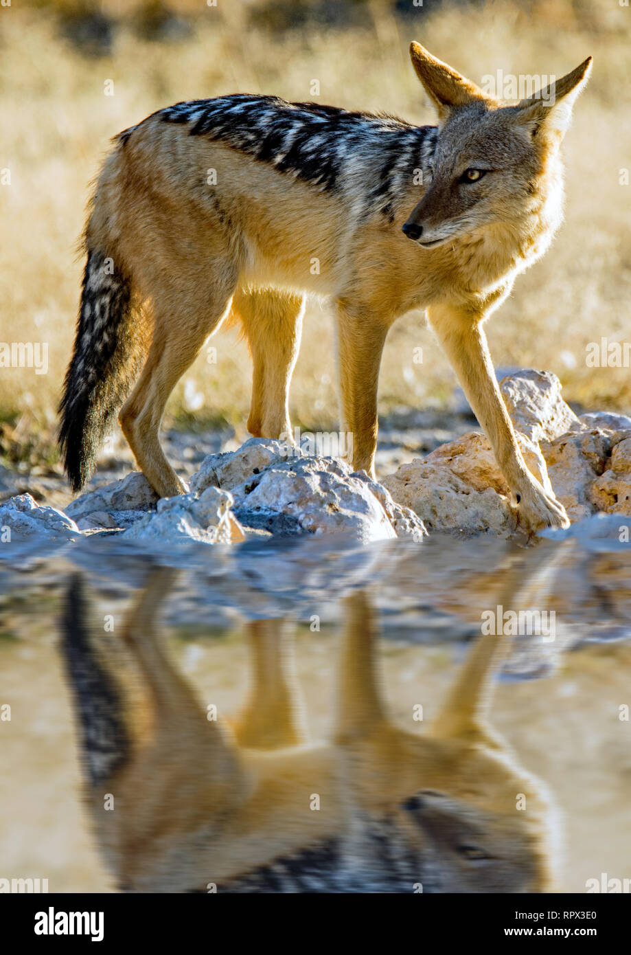 Nero-backed Jackal in piedi da un waterhole, Sud Africa Foto Stock