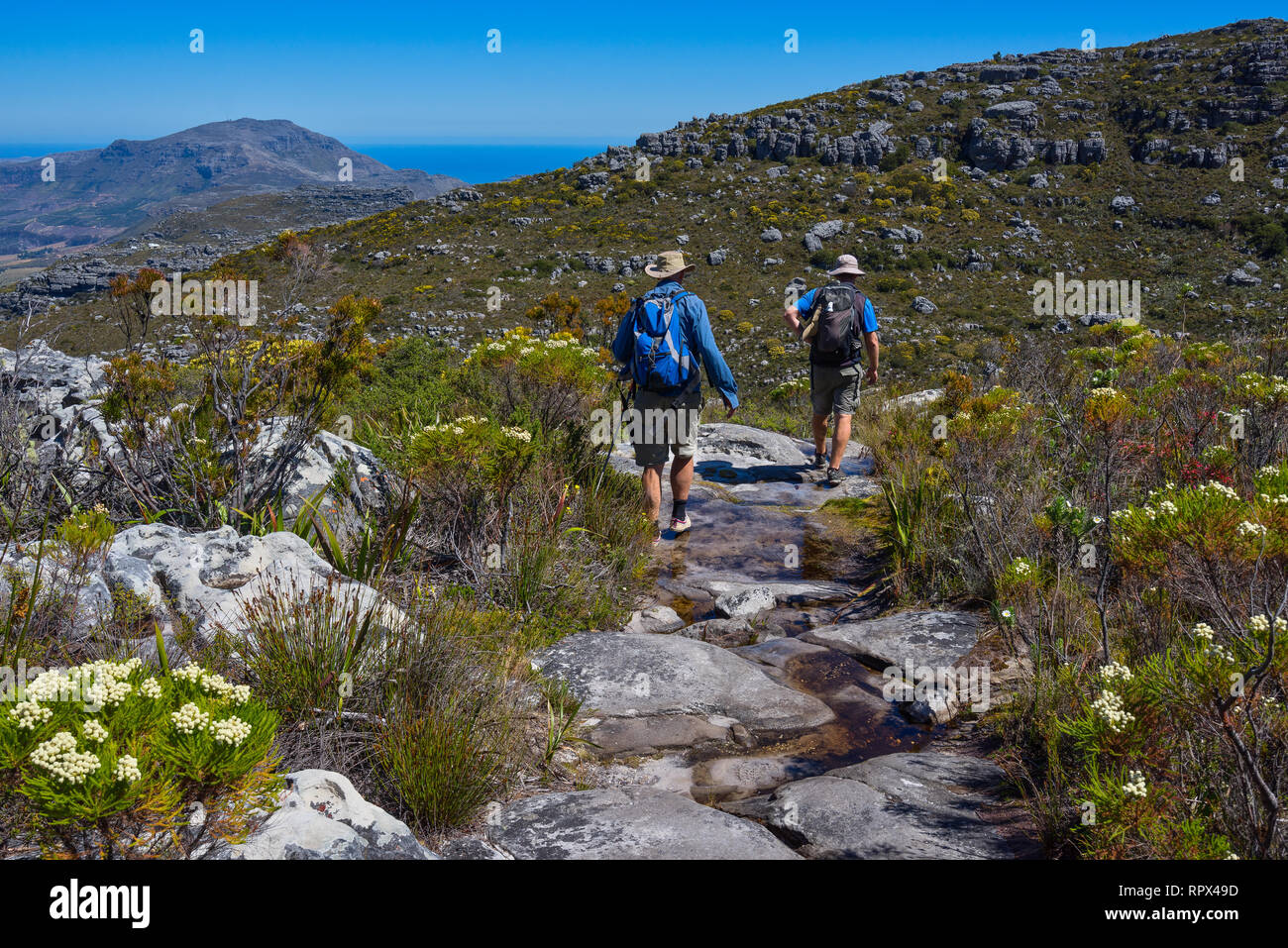 Due uomini escursionismo, Table Mountain National Park, Cape Town, Western Cape, Sud Africa Foto Stock