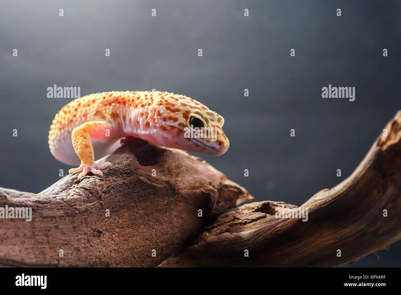 Leopard gecko su un pezzo di legno, Indonesia Foto Stock