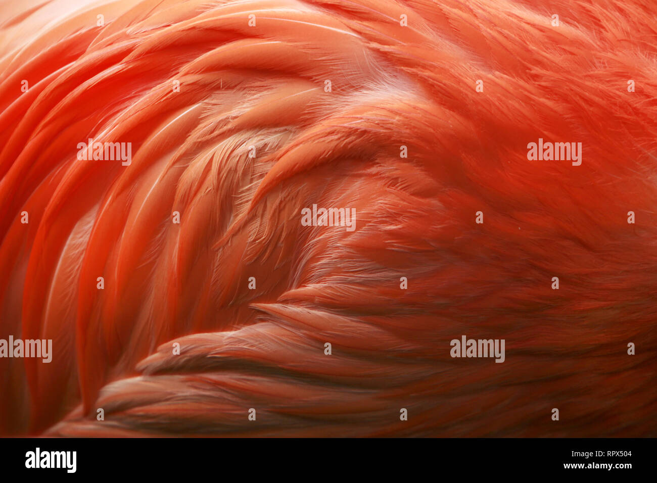 Close-up di flamingo piume Foto Stock