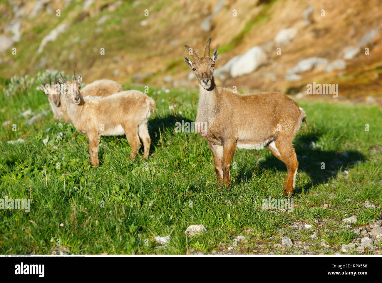 Zoologia / animali, mammifero / di mammifero, stambecco (Capra ibex), Additional-Rights-Clearance-Info-Not-Available Foto Stock