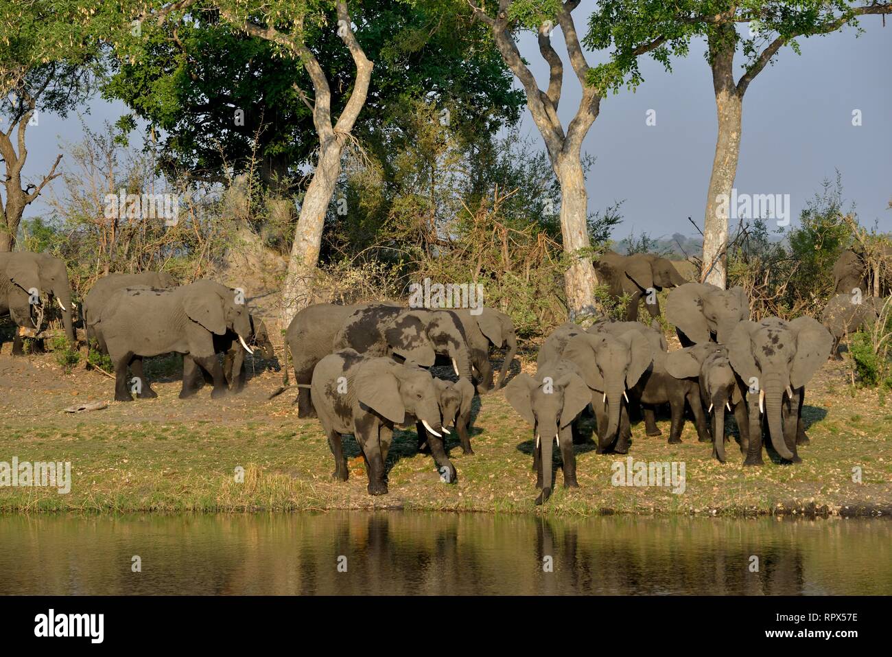 Zoologia, mammifero (mammalia), elefante africano (Loxodonta africana) sul Fiume Cuando, Bwabwata National Park, Additional-Rights-Clearance-Info-Not-Available Foto Stock