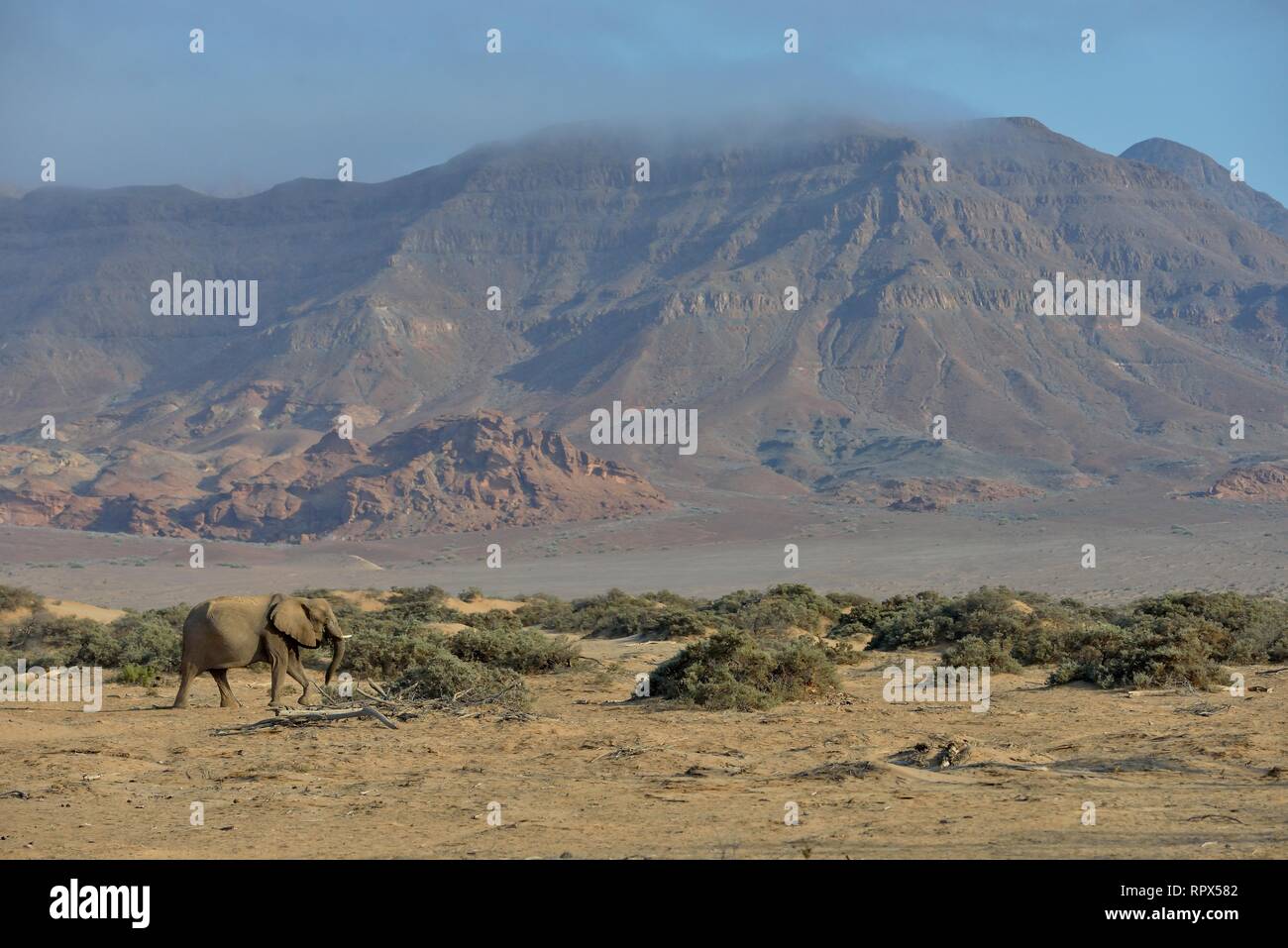 Zoologia, mammifero (mammalia), savana africana elefante o dell' elefante africano (Loxodonta africana), secco riv, Additional-Rights-Clearance-Info-Not-Available Foto Stock