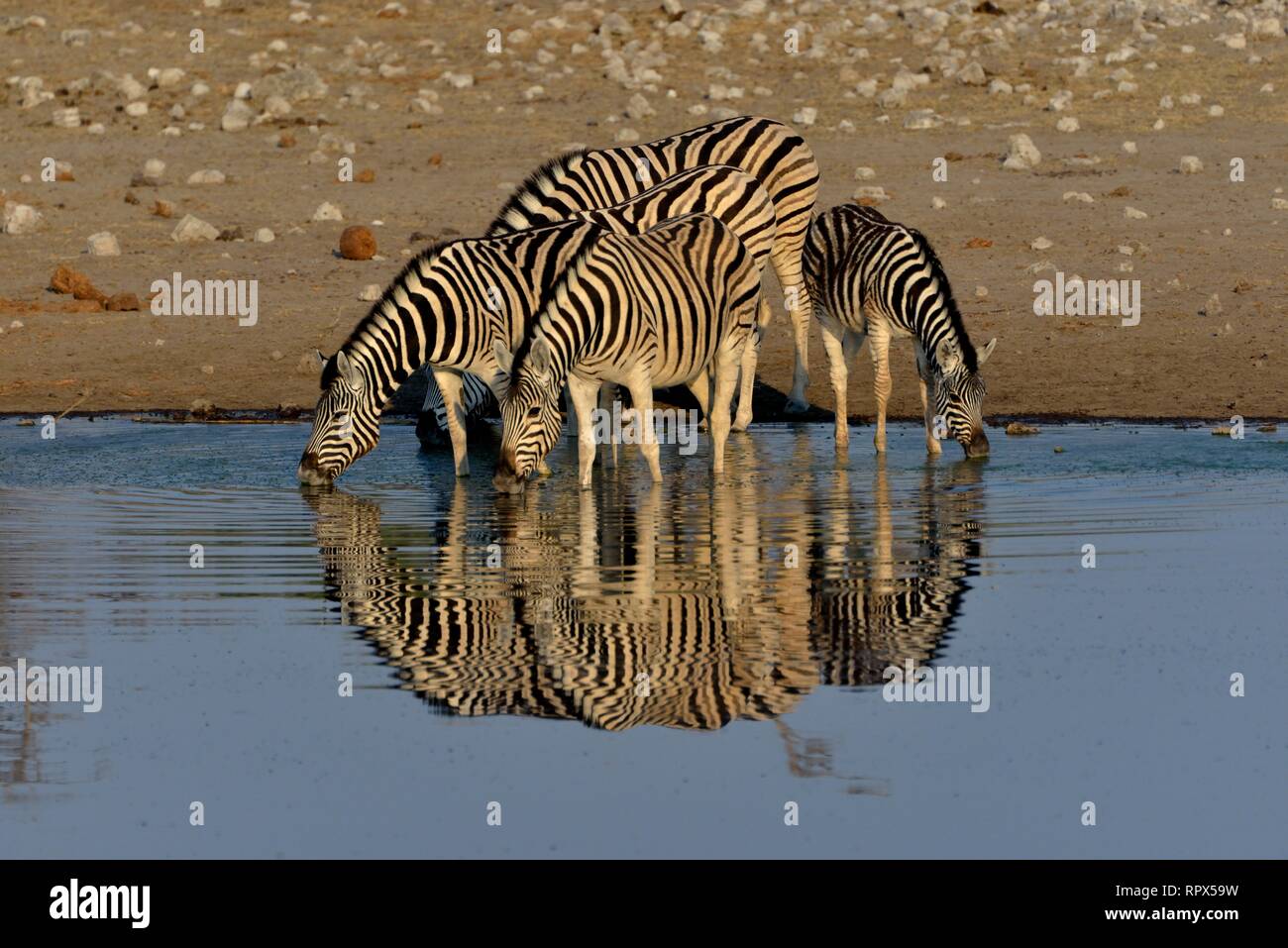 Zoologia, mammifero (mammalia), pianure zebra (Equus quagga) sul waterhole Chudop, il Parco Nazionale di Etosha,, Additional-Rights-Clearance-Info-Not-Available Foto Stock