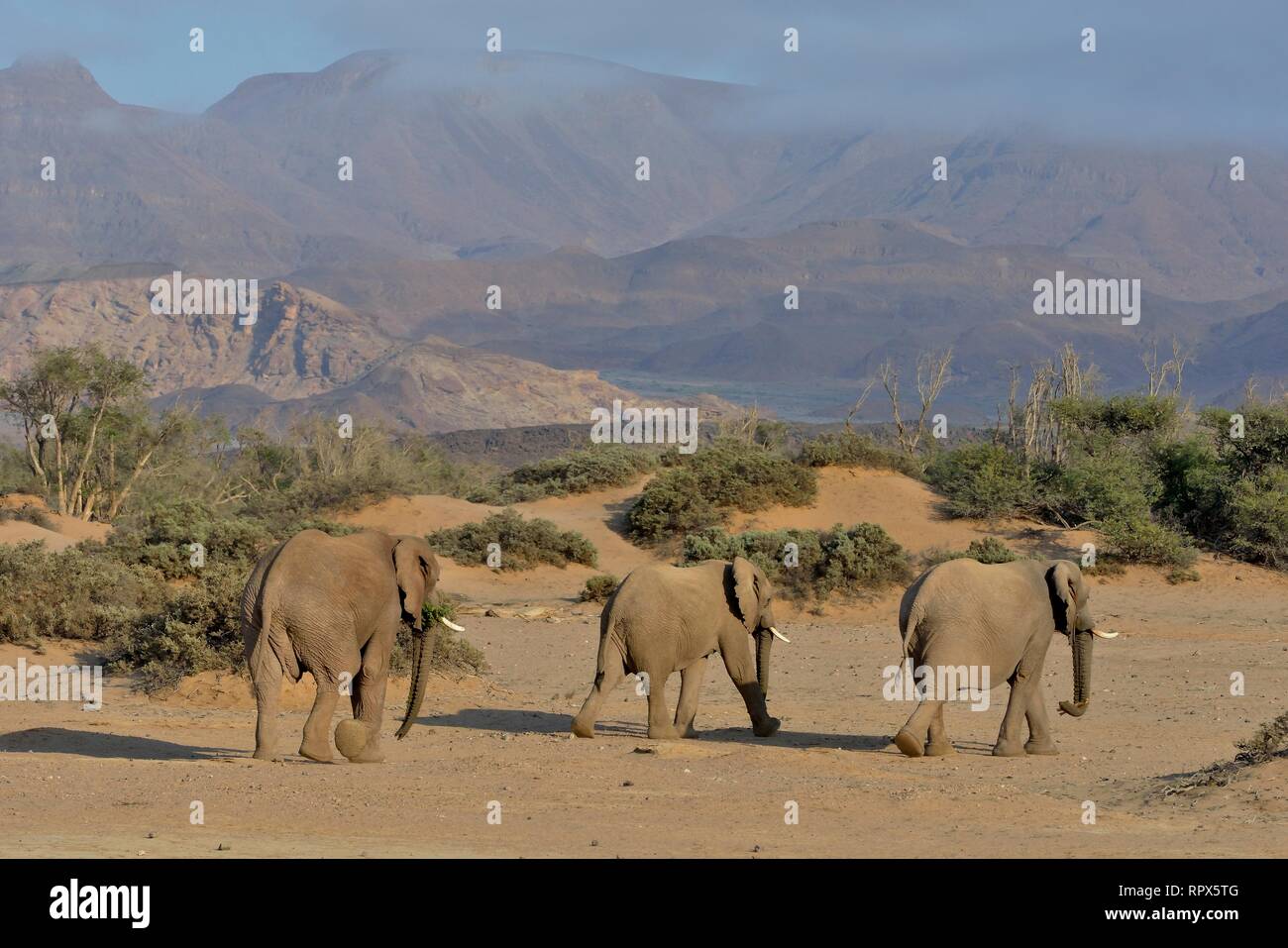 Zoologia, mammifero (mammalia), savana africana elefanti o dell' elefante africano (Loxodonta africana), secco ri, Additional-Rights-Clearance-Info-Not-Available Foto Stock