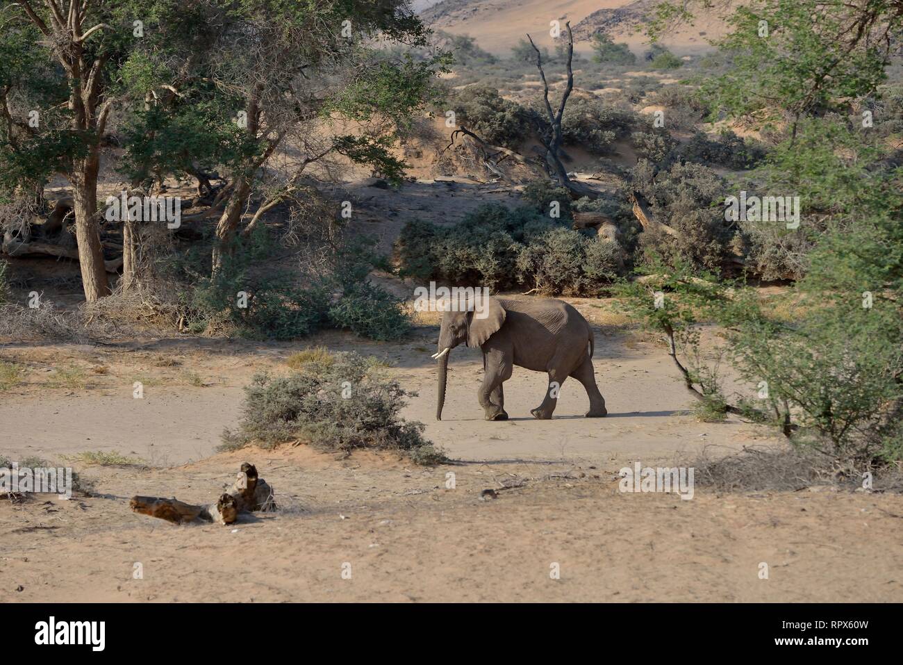 Zoologia, mammifero (mammalia), savana africana elefante o dell' elefante africano (Loxodonta africana), secco riv, Additional-Rights-Clearance-Info-Not-Available Foto Stock