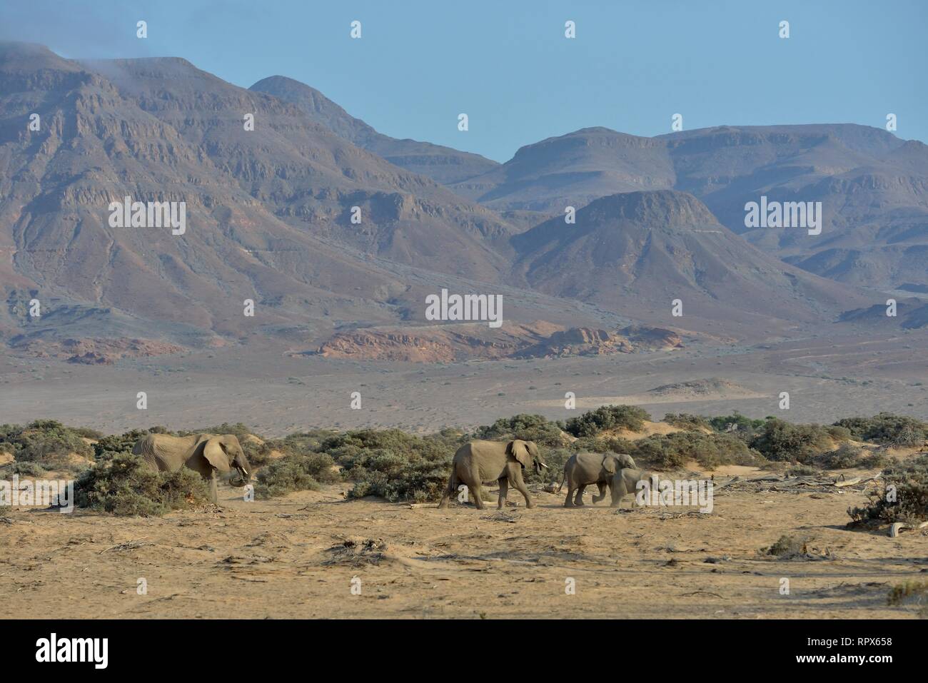 Zoologia, mammifero (mammalia), savana africana elefanti o dell' elefante africano (Loxodonta africana), secco ri, Additional-Rights-Clearance-Info-Not-Available Foto Stock