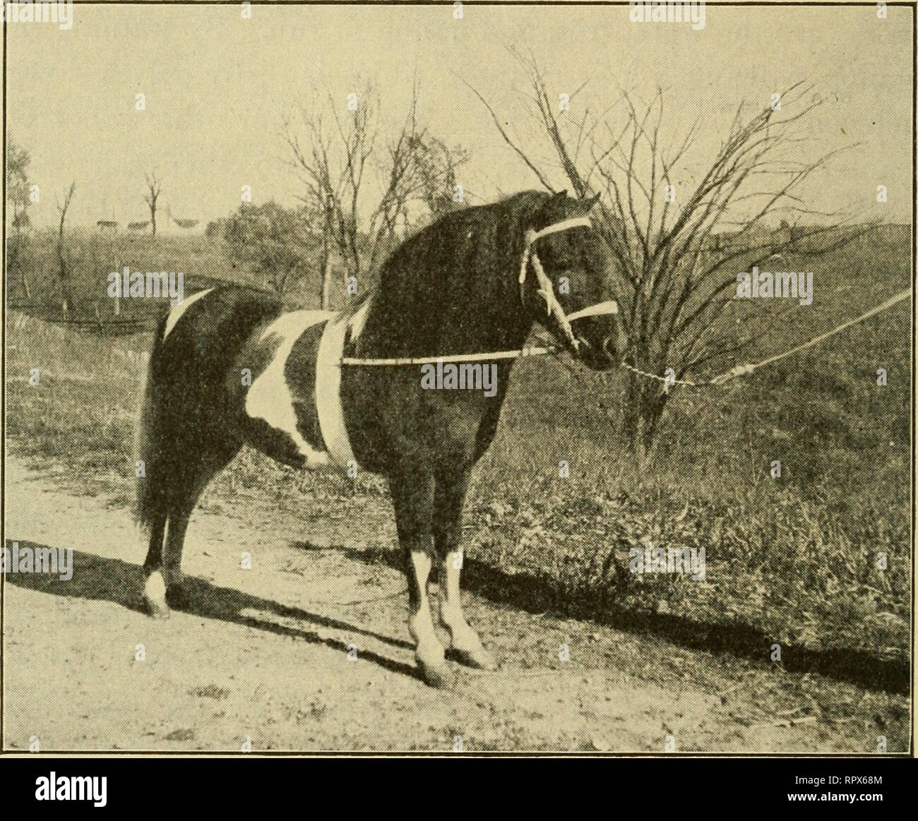 . Agricoltura per scuole comuni. L'agricoltura. 224 Agricoltura per scuole comuni American Saddle-Horse associazione di allevatori identif- nizes cinque gaits; vale a dire che la passeggiata, trotto, canter, rack e la corsa a piedi o lentezza o fox-trot. Quando un cavallo può mostrare a questi cinque gaits egli è chiamato a gaited horse. Pony.-Cavalieri sono generalmente accettato che un cavallo di meno. 44. PONY SHETLAND SHAFTER generale un vincitore a molte fiere di stato di quattordici e un quarto di Hands High dovrebbe essere chiamato un pony. Ci sono diverse razze di pony, la maggior parte dei quali provengono da Inghilterra, Galles e Scozia. 1. L'ella Foto Stock