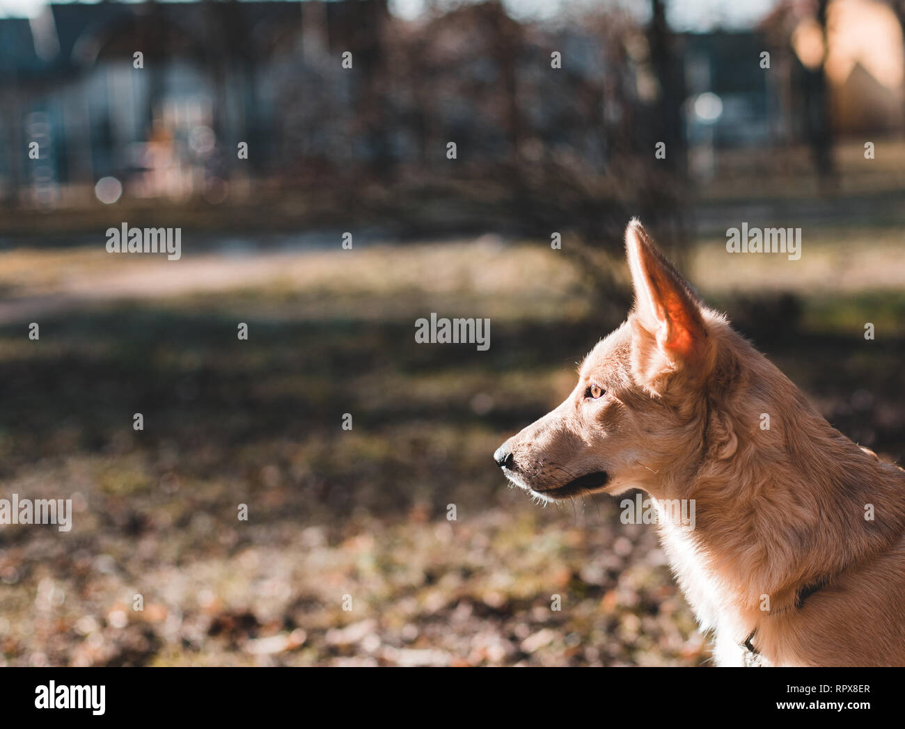 Bellissima giovane cane beige appare in lontananza. Profilo di cucciolo Foto Stock