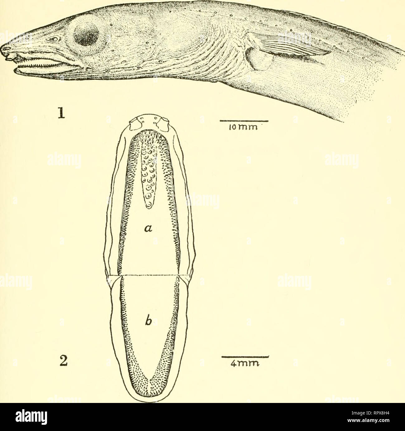 . Allan Hancock Pacific spedizioni. [Report]. Spedizioni scientifiche. NO. 7 wade: Pacifico orientale pesci apodal PL. 26. lomm 4mm. Si prega di notare che queste immagini vengono estratte dalla pagina sottoposta a scansione di immagini che possono essere state migliorate digitalmente per la leggibilità - Colorazione e aspetto di queste illustrazioni potrebbero non perfettamente assomigliano al lavoro originale. Allan Hancock Foundation. Los Angeles, University of Southern California premere Foto Stock