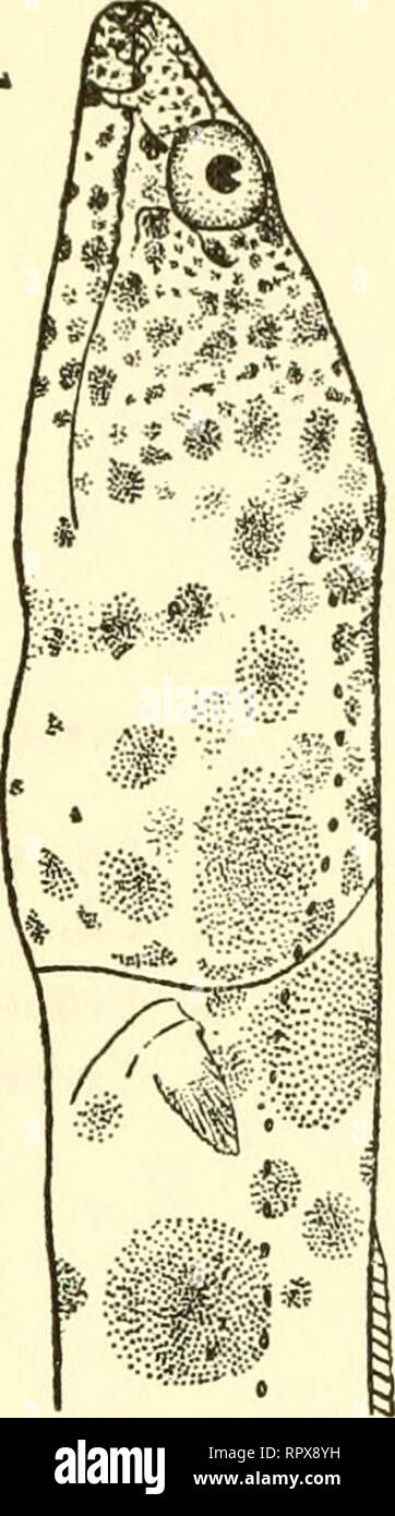 . Allan Hancock Pacific spedizioni. [Report]. Spedizioni scientifiche. NO. 4 Myers e Wade : nuovi generi e specie di anguille PL. 13 C/J ^i^^. Si prega di notare che queste immagini vengono estratte dalla pagina sottoposta a scansione di immagini che possono essere state migliorate digitalmente per la leggibilità - Colorazione e aspetto di queste illustrazioni potrebbero non perfettamente assomigliano al lavoro originale. Allan Hancock Foundation. Los Angeles, University of Southern California premere Foto Stock