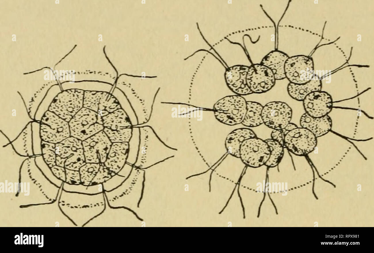 . Le alghe. Le alghe. 26 Le alghe essendo il normale numero di specie comuni P. morum. In specie le cellule sono così compattato che sono appiattite dalla pressione reciproca. Ogni colonia è racchiuso in una matrice gelatinosa esterna con guaina acquosi e, insieme con i prossimi due generi, presenta un certo grado di polarità nella sua progressione. In riproduzione asessuale la colonia prima cessa di essere mobili e cade sul fondo della vasca. Quindi ciascuna cella dà origine da varie divisioni in un recipiente a forma di colonia figlia o il cenobio. Questa. A B Fig. 5 Pandorina morum. A Colonia vegetativa ( x 975). Foto Stock