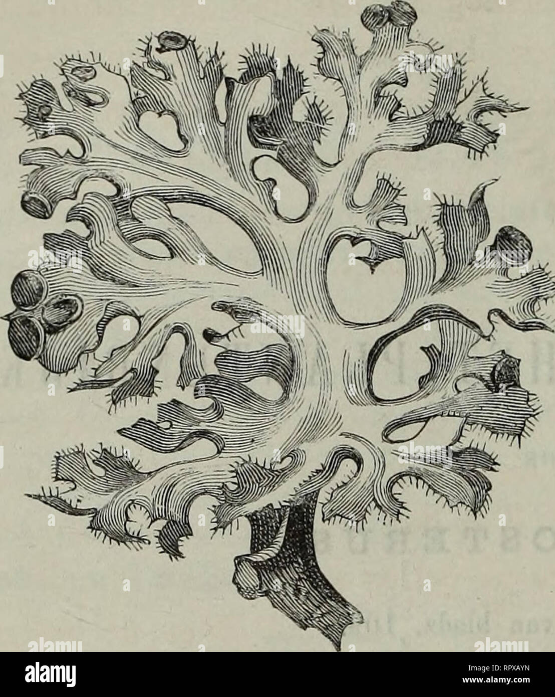 . Album der Natuur. 130 PARASITISMUS IN HET PLANTENEIJK.. (Weinig vergroot), un apotheciën. geele tint; dikwijls verheft zich de impianto meer boven de oppervlakte en è dan in gekromde bladachtige uitwassen verdeeld (fig. 9), di ze doen zich voor als vertakte stammetjes (fig. 10), die groote nitgebreidheden van den bodem bedekken di, als dun- ne lappen, van den stam en de takken der boomen hangen af. Vooral als het geregend heeft, zijn de lichenen schoon groen di geel gekleurd en trekken dan van verre de aandacht. Sober van levenswijze als zij zijn, noi- dieci zij zich te vergenoegen incontrato den Fie. 10 Foto Stock