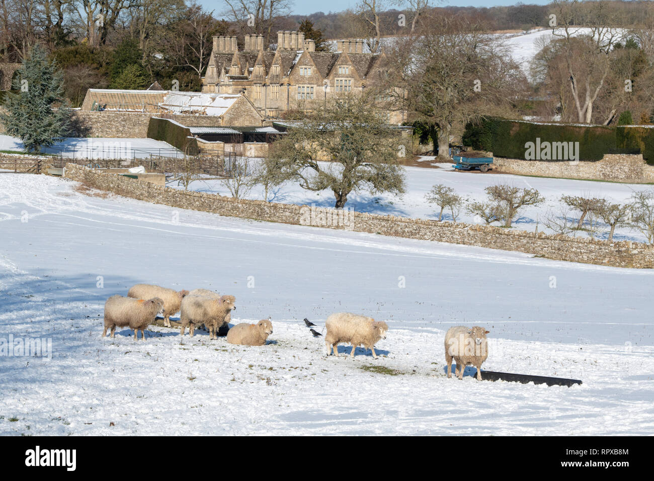 Cotswold Lion pecore nella neve davanti all Upper Slaughter Manor. Upper Slaughter, Cotswolds, Gloucestershire, Inghilterra Foto Stock
