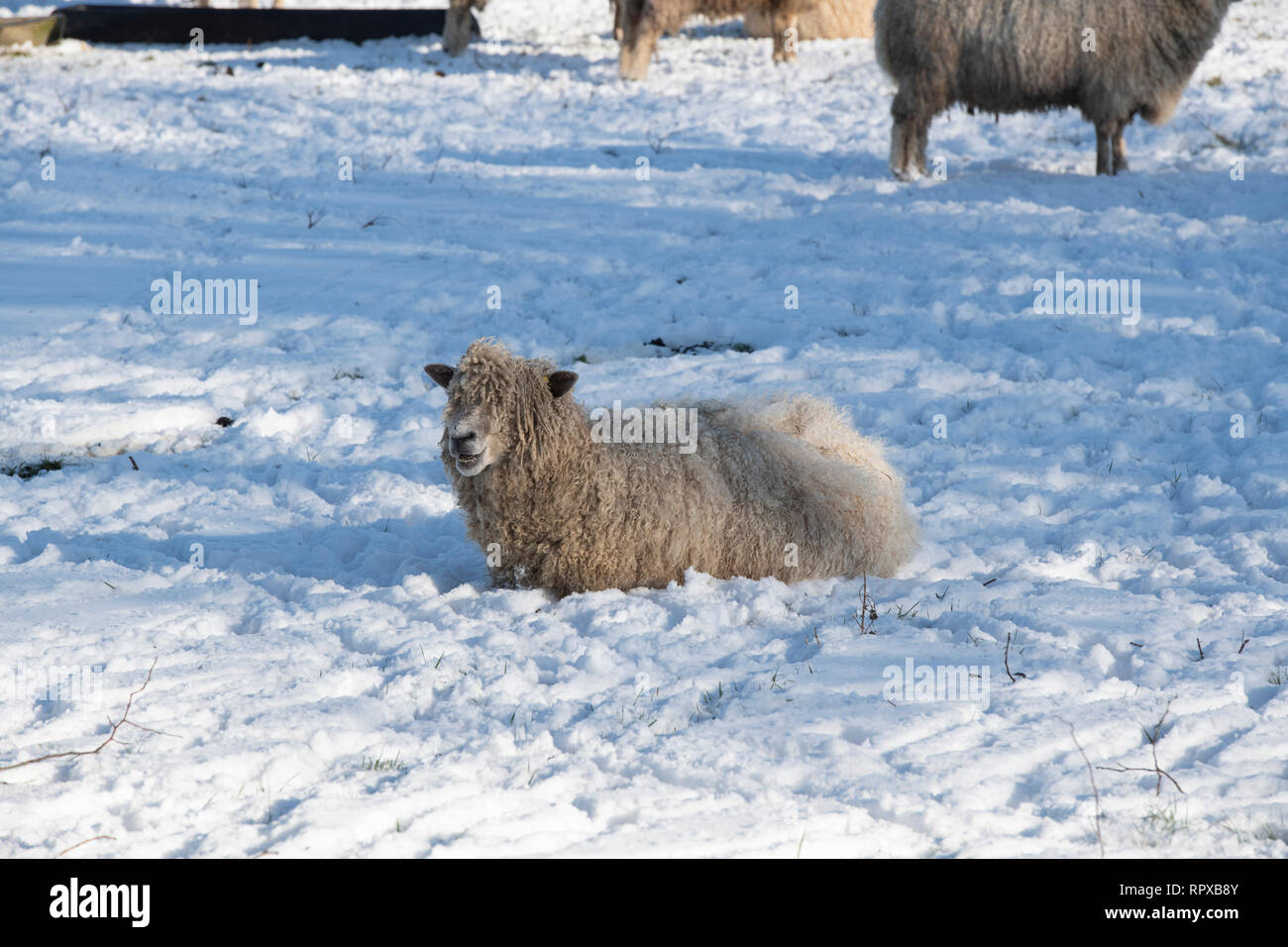 Cotswold Lion pecore coperti e si sedette nella neve in inverno nella campagna di Cotswold. Upper Slaughter, Cotswolds, Gloucestershire, Inghilterra Foto Stock