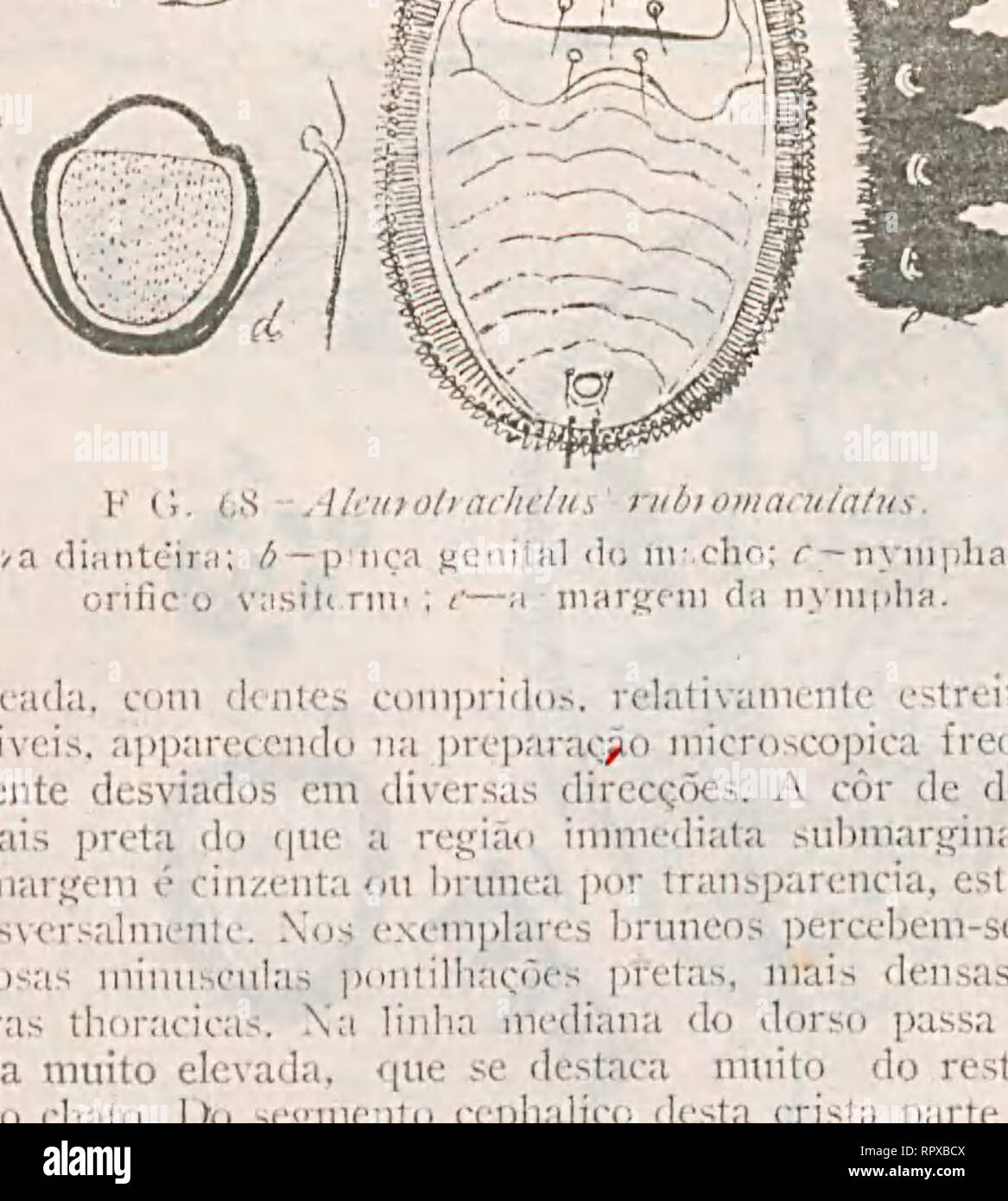 . Aleyrodideos do Brasil: catalogo descriptivo hemipteros dos-homopteros da familia aleyrodideos dos, insectos parasitas das plantas, encontrados no Brasil. - 152 - urna ño irregolare fare pequenos pontos claros, acompa- nhados cada um de unia elevação, com ponto claro no cen- tro c cinco ou seis pontos pretos em redor, formando uma roseto; além disto, na submargem percebem-se isolados pe- quenos pontos claros O vasiforme orifício é subcordiforme,, mais longo que largo, occupado inteiramente pelo oper- culo. O segmento caudale termina na margem com uma li- nha sinuosa, na qual se acham doi Foto Stock