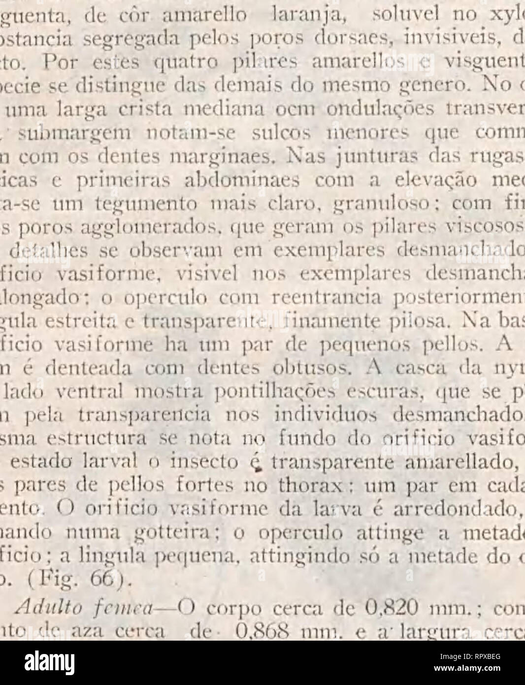 . Aleyrodideos do Brasil: catalogo descriptivo hemipteros dos-homopteros da familia aleyrodideos dos, insectos parasitas das plantas, encontrados no Brasil. - 148 -. FJG, 6&amp;r Aleurottuchelus gratiosus. "una/un dianteira; b uytuplia, vi.cta de lado, com pro- tuberâncias viscosas; c- iiymuha: d-margem da ríymphp; r- orificio vasiforinc. ' ALKUKOTRACHELUS INGAFOUI-SP. N. NympJia-Intenso preta, de configuração ovoidali, cerca de 0,984 mm. de comprimento, sobre 0,523 mm. de maior largura. Un margem profundamente denteada, com dentes largos, cabendo 12 dentes em 0,164 mm. Un submar- gem é estriada, Foto Stock