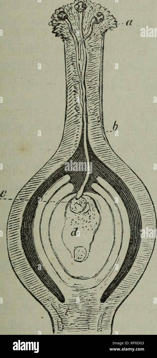 . Album der Natuur. HET GEiSLACJIT.SLKVEX DEK PLANTEN. 37 Montare^-. 1. bewijs kunnen vinden in de g'cschiedenis der Aucula japonica thunb , waarvan de vrouwelijke impianto, canne sedert 1783 in Europa ingevoerd en allerwegen gekweekt, eerstin 1864 vruch- dieci heeft gedragen , nadat nel 1863 ook de impianto mannelijke uit il Giappone era aangebragt. De vraag rijst nu , hoe die zoogenaamde bestuiving in de natuur gewaarborgd è , bij het groote verschil in maaksel en vorm van de onderscheiden bloemen. Deze vraag heeft, Porta de nasporingen der laatste jaren , bij- zonder de aandacht getrokken. Alvorens tot lepre b Foto Stock