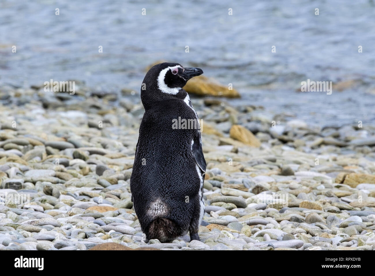 Magellanic Penguin, singolo adulto sulla spiaggia a Gypsy Cove, Isole Falkland 2 Gennaio 2019 Foto Stock