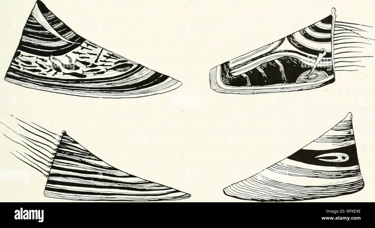 Isole Aleutine isolani; Eschimesi del Nord Pacifico. Aleuts. Fig. 7.  Cappelli in legno che mostra i vari stili di decorazione pittorica (dopo  Ivanov con modifiche). cappelli erano riccamente ornati di avorio