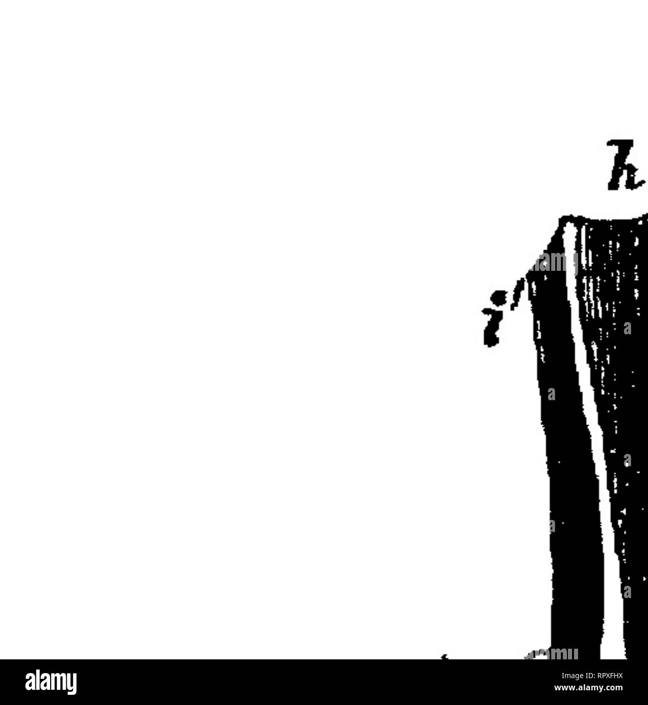 . Libro di testo di botanica, caratteristiche morfologiche e fisiologiche. La botanica. Monocotiledoni. 6*5 in grandi numeri per il margine della foglia. Queste parallele nervi trasversali sono talvolta uniti in un reticolare di rete mediante il breve rettilineo anastomosings (come in Ah'sma, Cos/us e Ouvirandra, mesophyll essendo assente entro le maglie di quest'ultimo). È solo raramente (come in alcuni Aroidese) che sporgente vene laterali sono date dalla metà di nervatura, un reticolato più fine venatura che scaturisce dal loro. Il fiore delle monocotiledoni è di solito costituito da cinque isomerous alternata vortici; vale a dire un involucro esterno ed un i Foto Stock