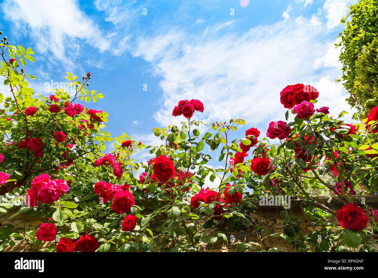 Bella rosa bush contro il cielo blu con nuvole di sfondo con spazio di copia Foto Stock