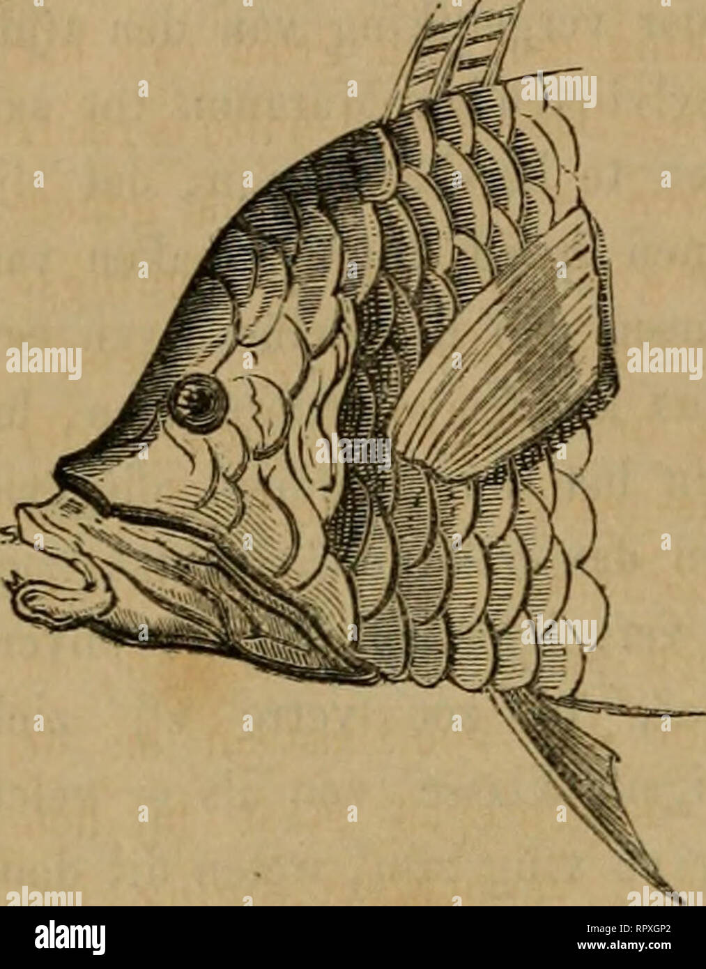 . Album der Natuur. 164 -. vinden sommigen het, dat zij daardoor de in hunne nabijheid zijnde visch voelen. Gli uomini zou dan toch kunnen zeggen: visschen zij op het gevoel. Eene meer bijzondere en ook ontleedkundig merkwaardige inrigting tot het verschalken van andere visschen è eigen aan eene Hpibulus-soori, aan welke uomini uit dien hoofde den bijnaam heeft gegeven van ^Hnsidiaior' di essere- lager , bij de Franschen "Ie filou genaamd". Ligt Hij onbewegelijk, als di hij sliep, en wacht geduldig. Eens- klaps echter su, zonder de minste plaats- verandering, steekt hij zijnen bek vooruit, - die t Foto Stock
